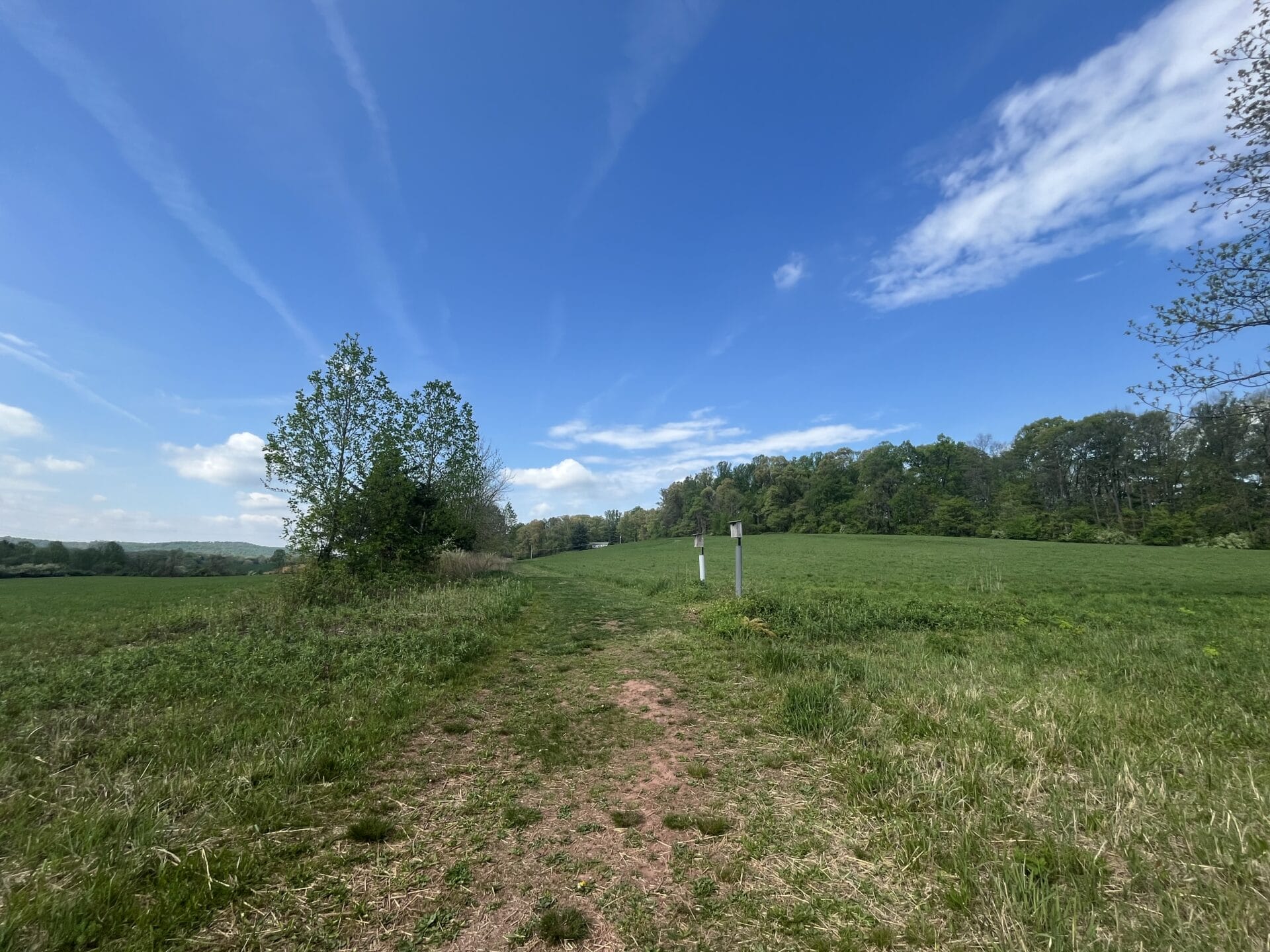 a trail disappearing among rolling green hills, a bright early spring sky overhead and a tree to the left