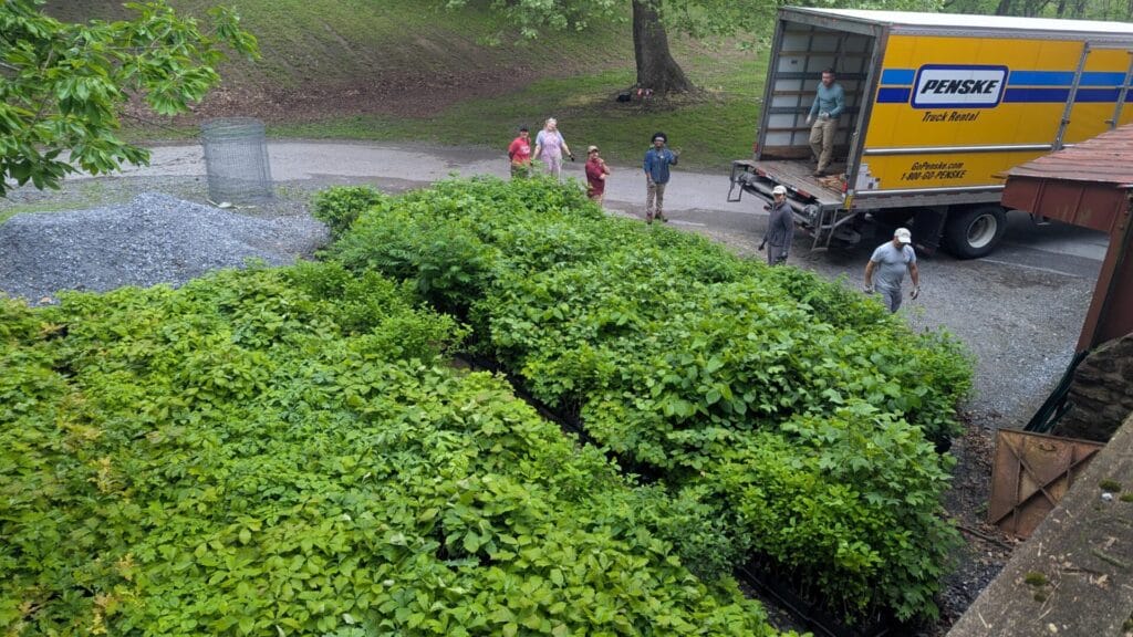 Thousands of native tree seedlings in flats ready for planting