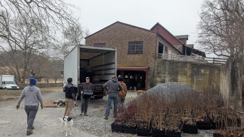four people unload tiny tree seedlings from a truck