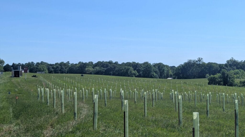 Rows of seedlings in protective tree tubes in a great field with blue skies overhead