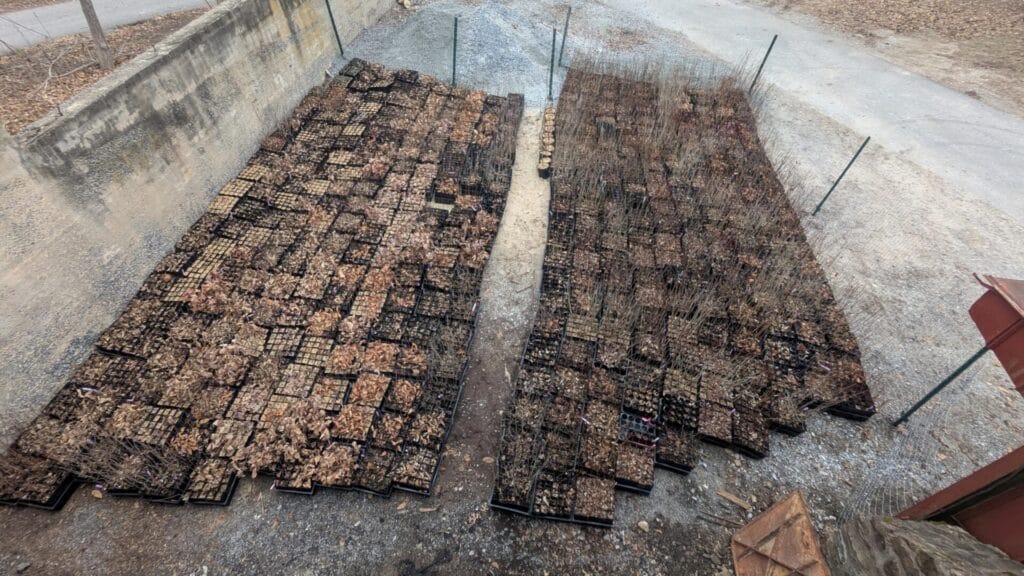 Black plastic flats of tiny tree seedlings