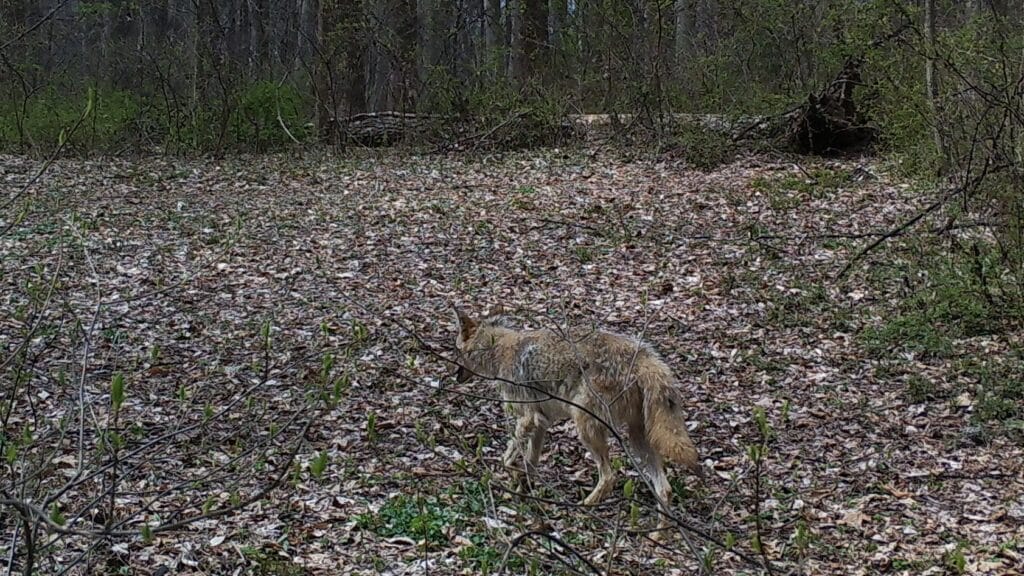 a side-view of a coyote walking on a leaf-covered ground with trees in the background