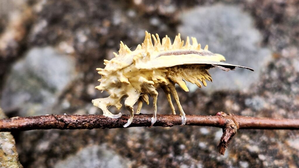 a strange-looking, yellowish insect with spiky protrusions on a branch