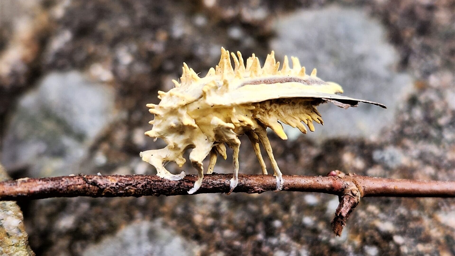 a strange-looking, yellowish insect with spiky protrusions on a branch