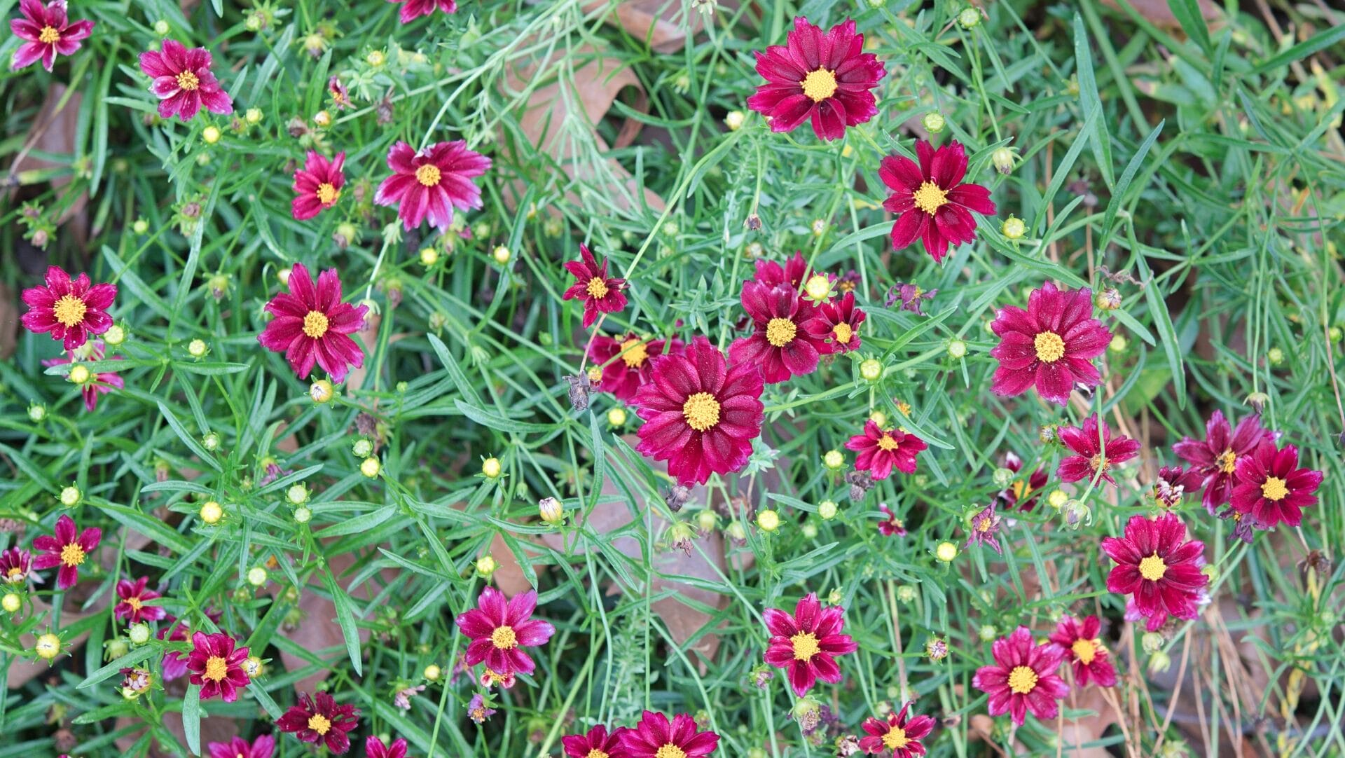 Feathery, green foliage with bright, red flowers with yellow centers.
