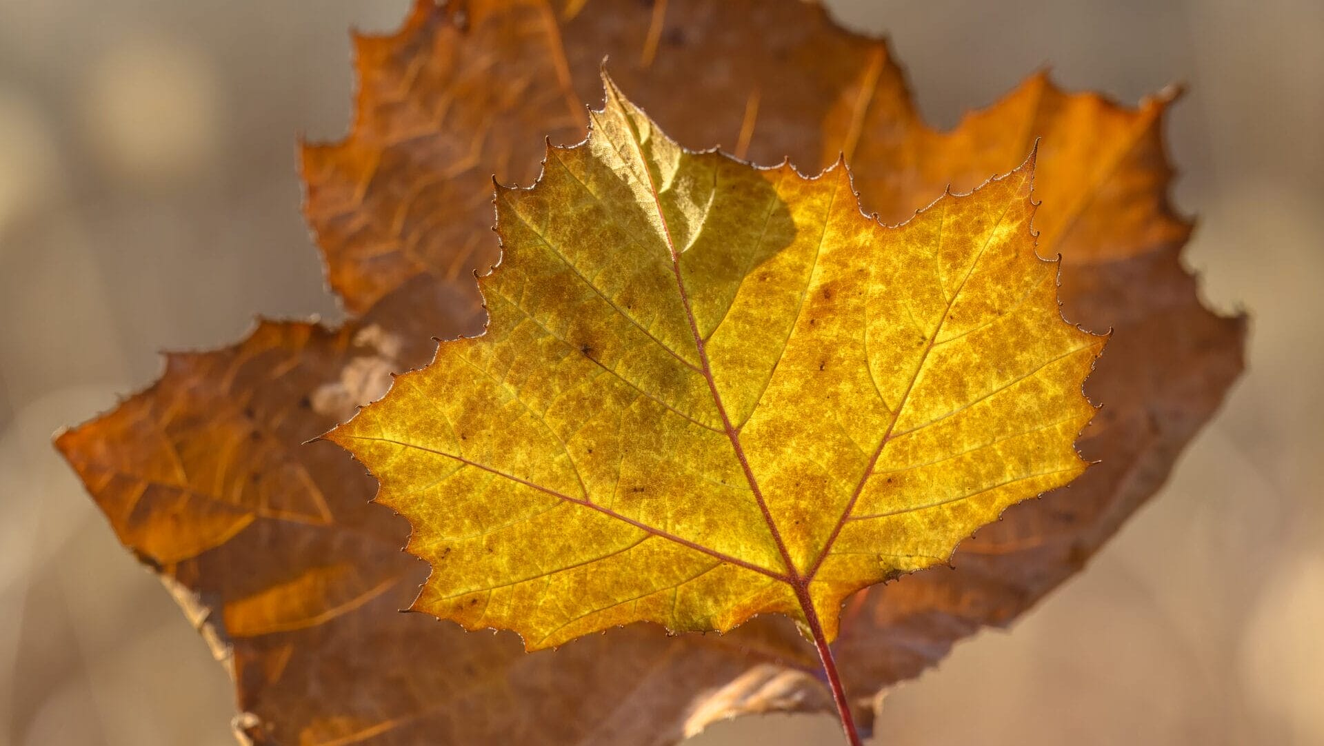 A close-up of yellow and orange leaves soaking in the sun.