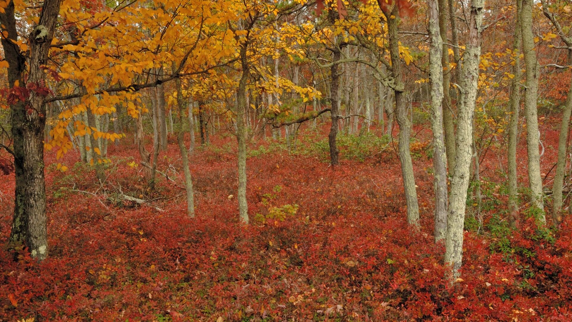 A ground cover with red leaves under trees with yellow leaves in a forest.