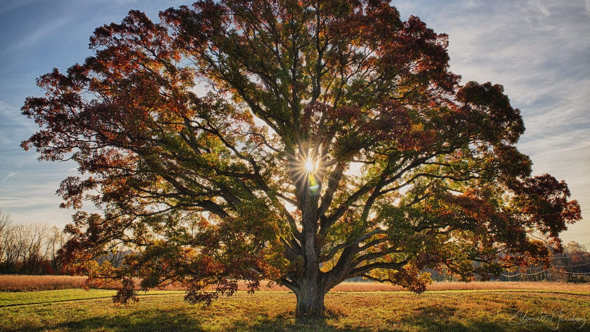 a large tree with the sun beaming through the branches, producing a warm glow on the reddish leaves of the tree and a yellowish glow on the ground below.
