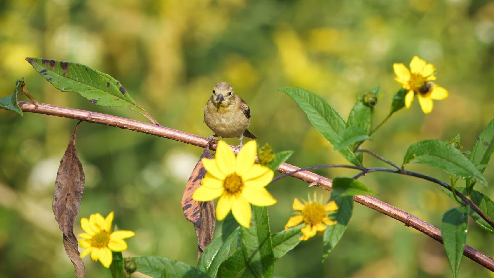 a greenish-yellowish bird on a branch that has yellow flowers on it