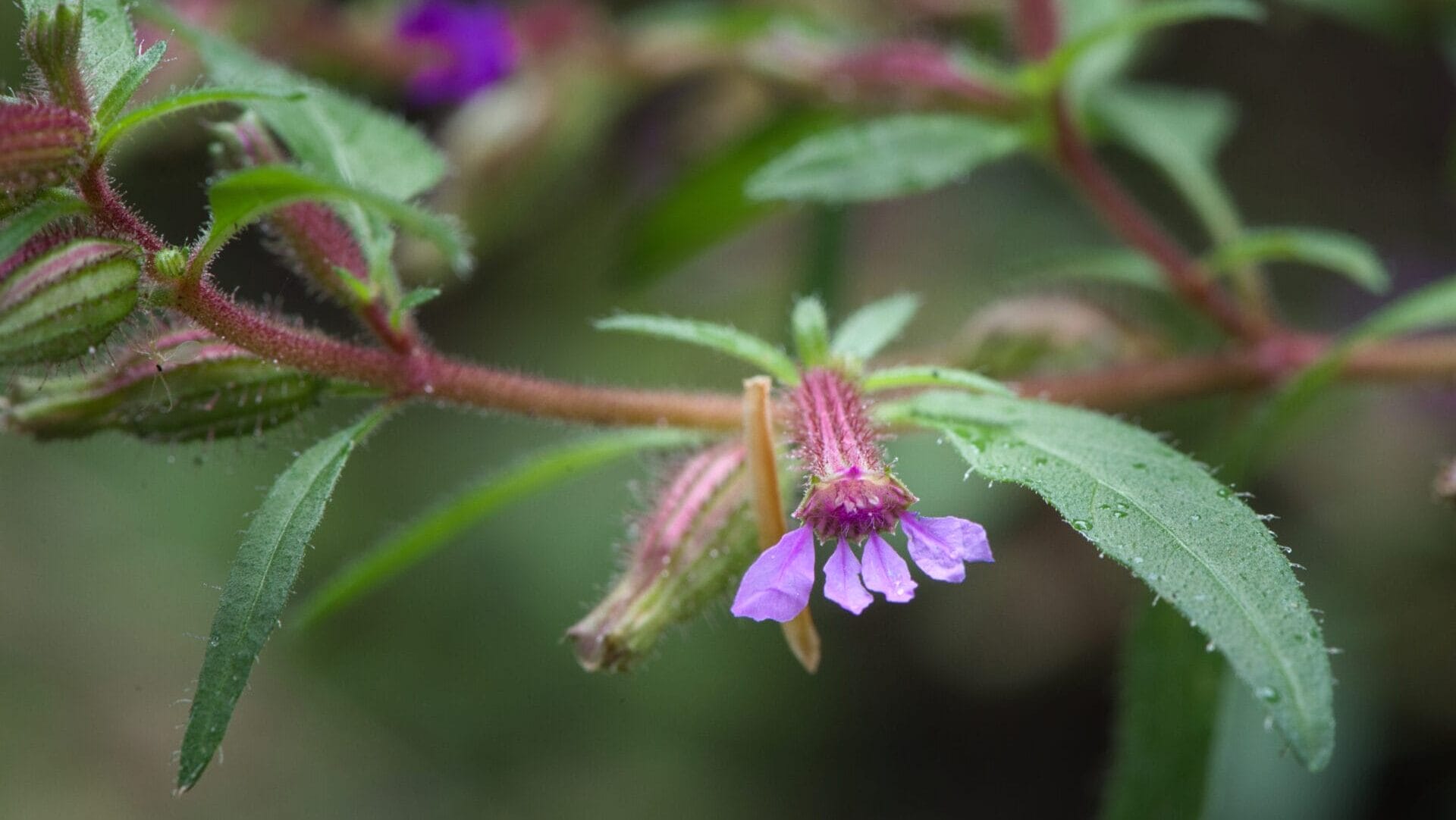 a branch showing a five-petaled purplish-bluish flower