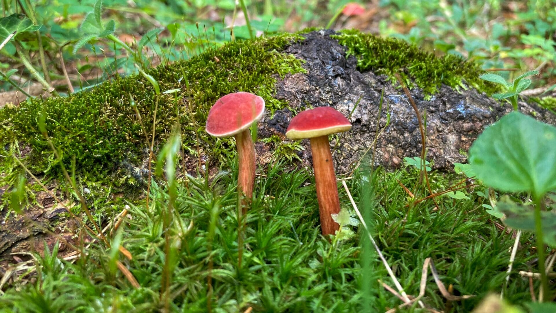 two bright red mushrooms growing out of green moss