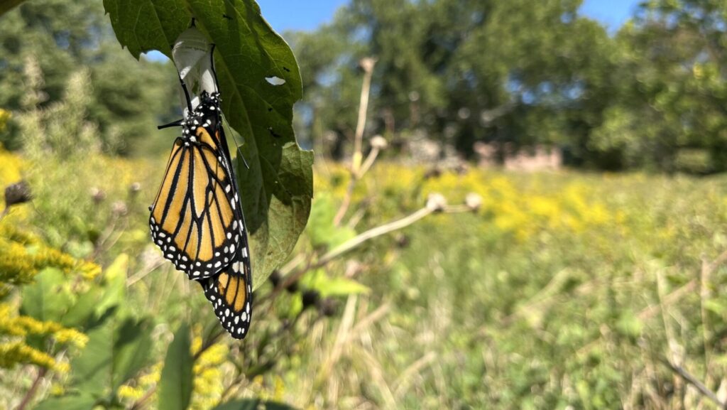 An orange and black butterfly with white spots on a leaf with a meadow in the background,