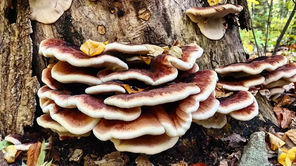 rows of rippling mushrooms attached to the base of a tree