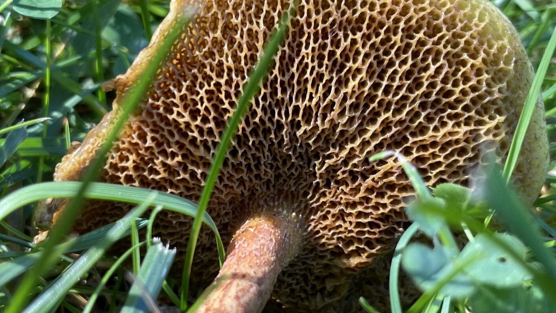a mushroom laying on its side on the ground, showing the intricate pattern on the underside