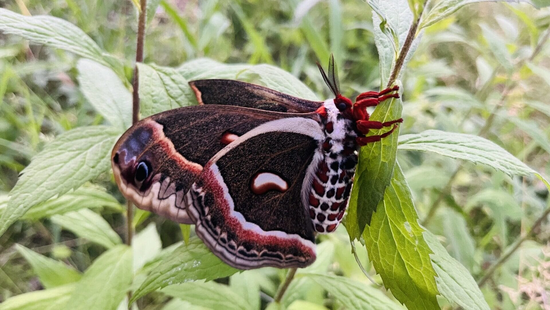 a large moth with white, black, and red wings and checkered pattern on body.