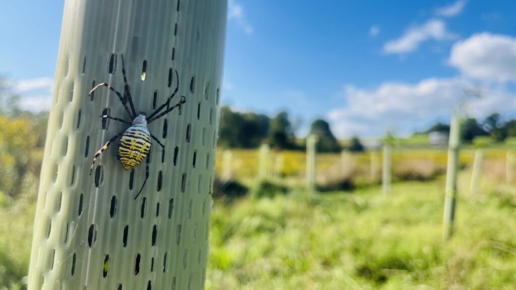 A large black, white, and yellow spider with long legs on a plastic tube in a tree planting.