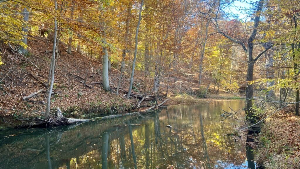 Trees with yellow and orange leaves, which are also reflected in the water of a creek.