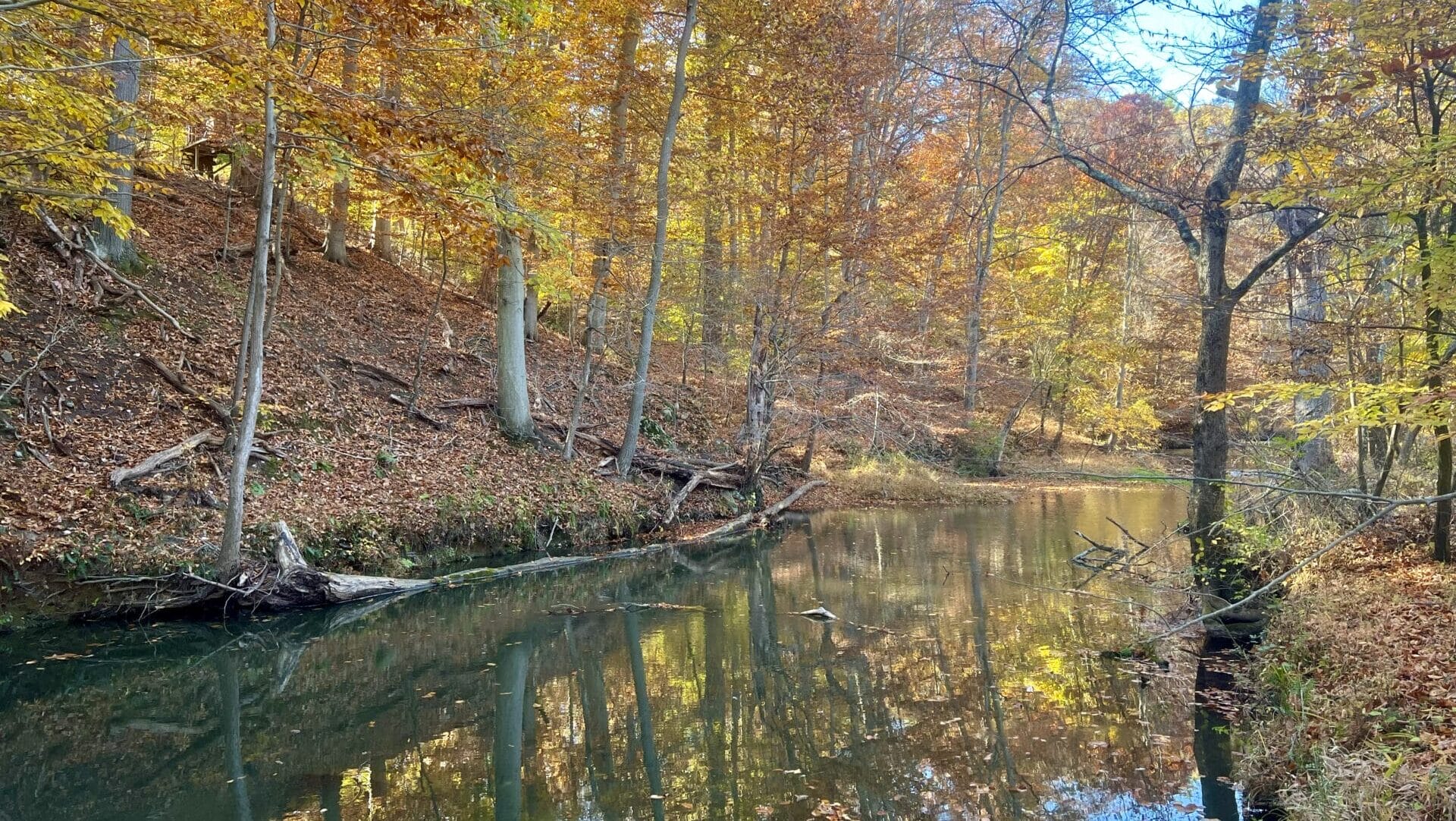 Trees with yellow and orange leaves, which are also reflected in the water of a creek.