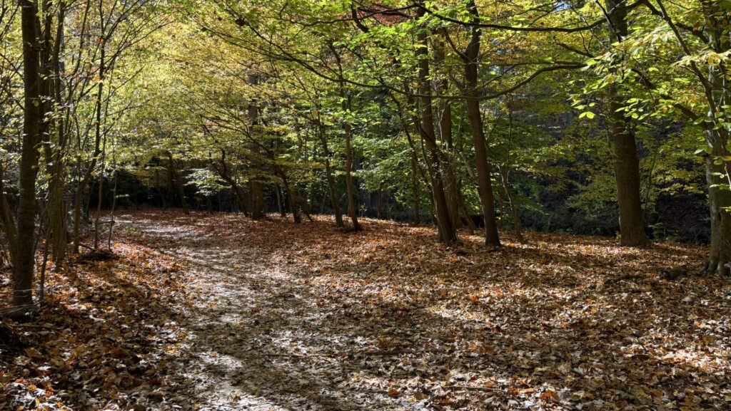 the sun creating dramatic shadows on a leaf-covered trail which is surrounded by trees with yellowish-greenish leaves