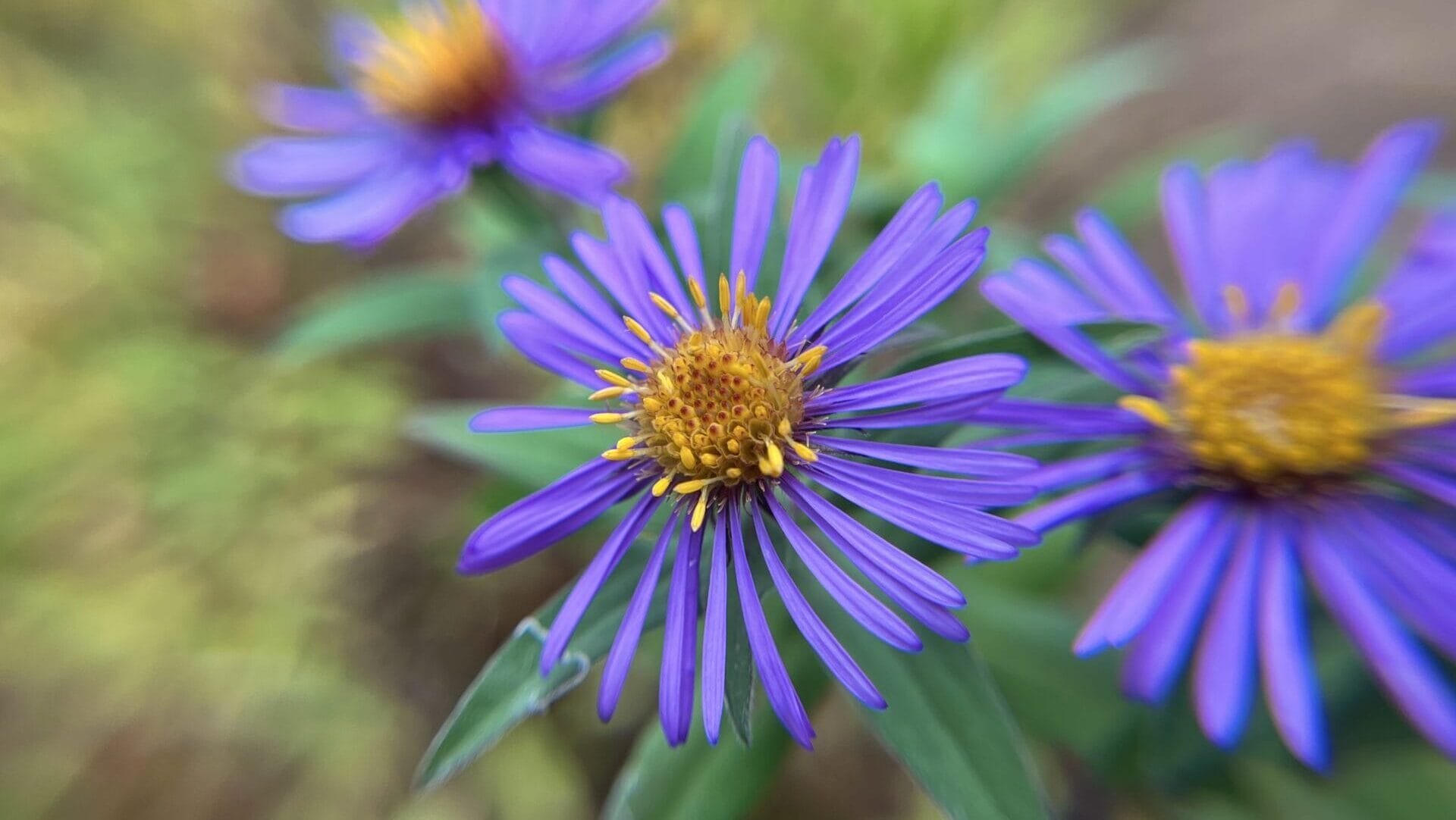 a close-up of purple flowers with yellow centers and a blurry effect in the background