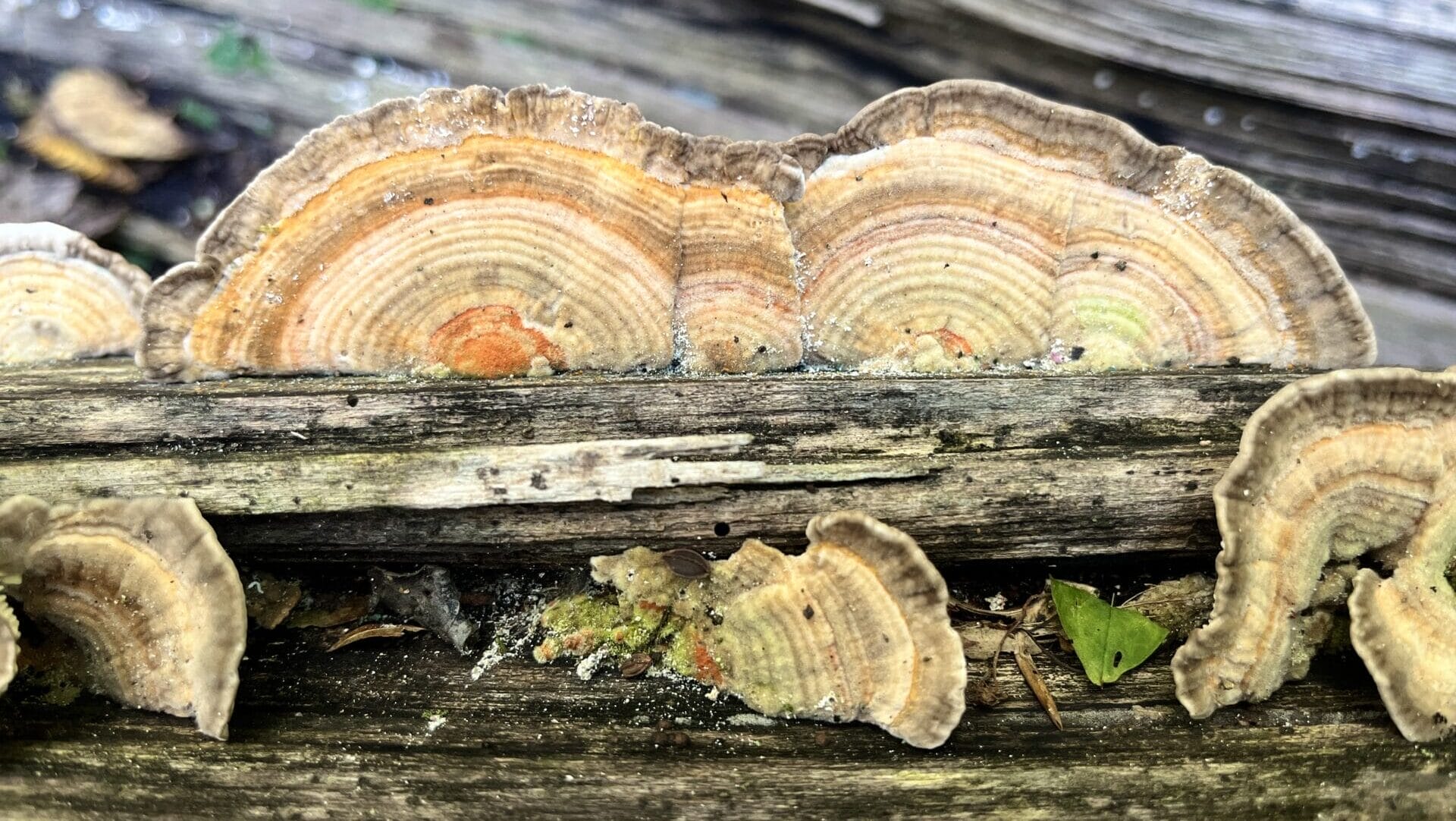 fungi that is a mix of brown, orange, yellow, and cream colors, growing on dead wood