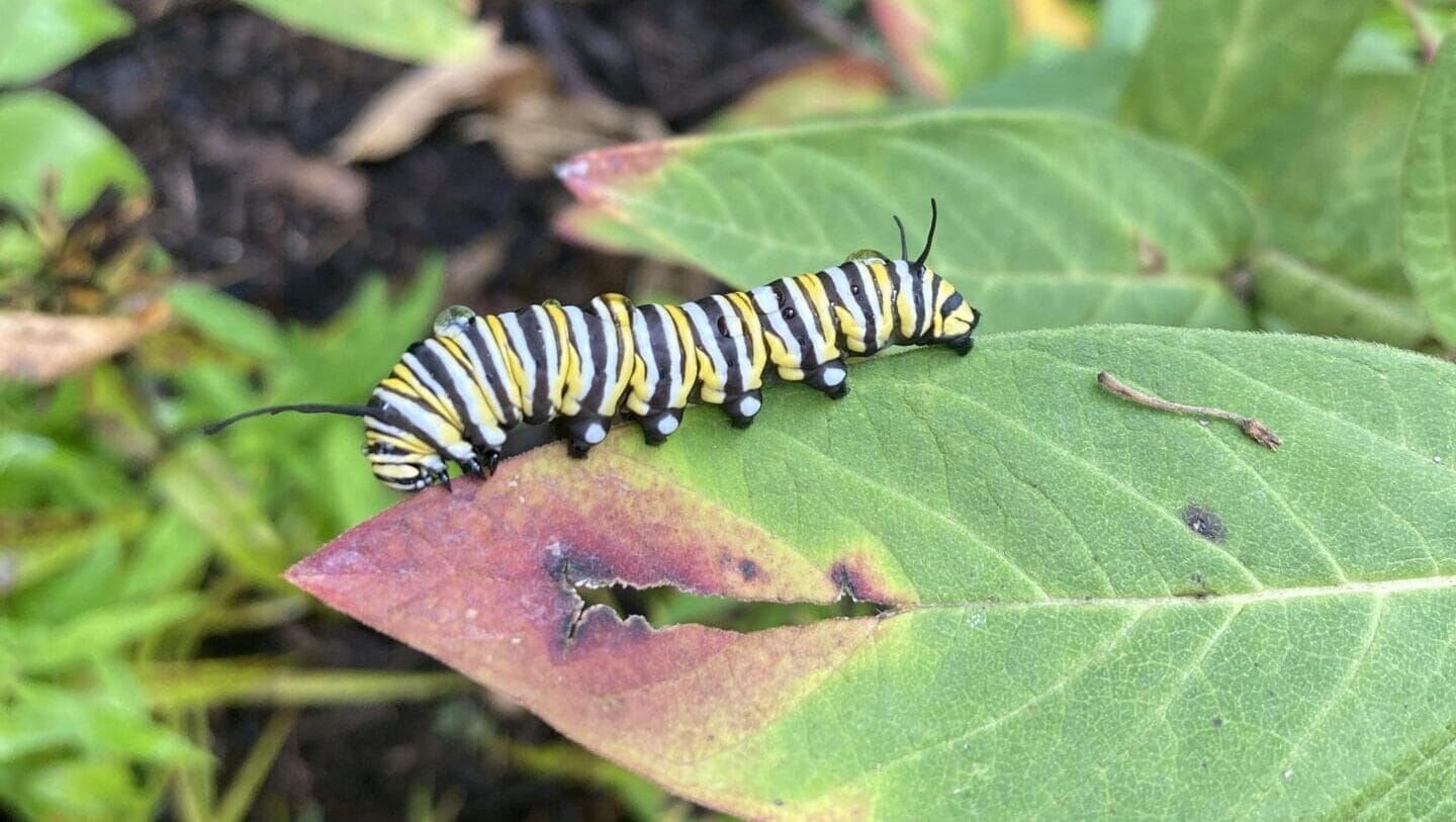 a white, yellow, and black striped caterpillar crawling on the edge of a green leaf
