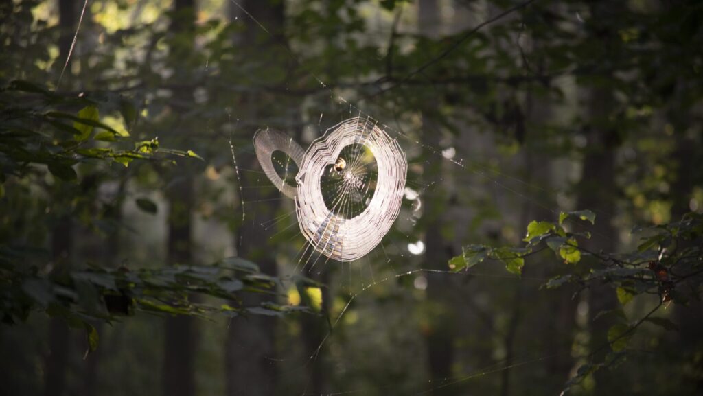 a circular spiderweb that appears to glow as the early morning sun shines on it