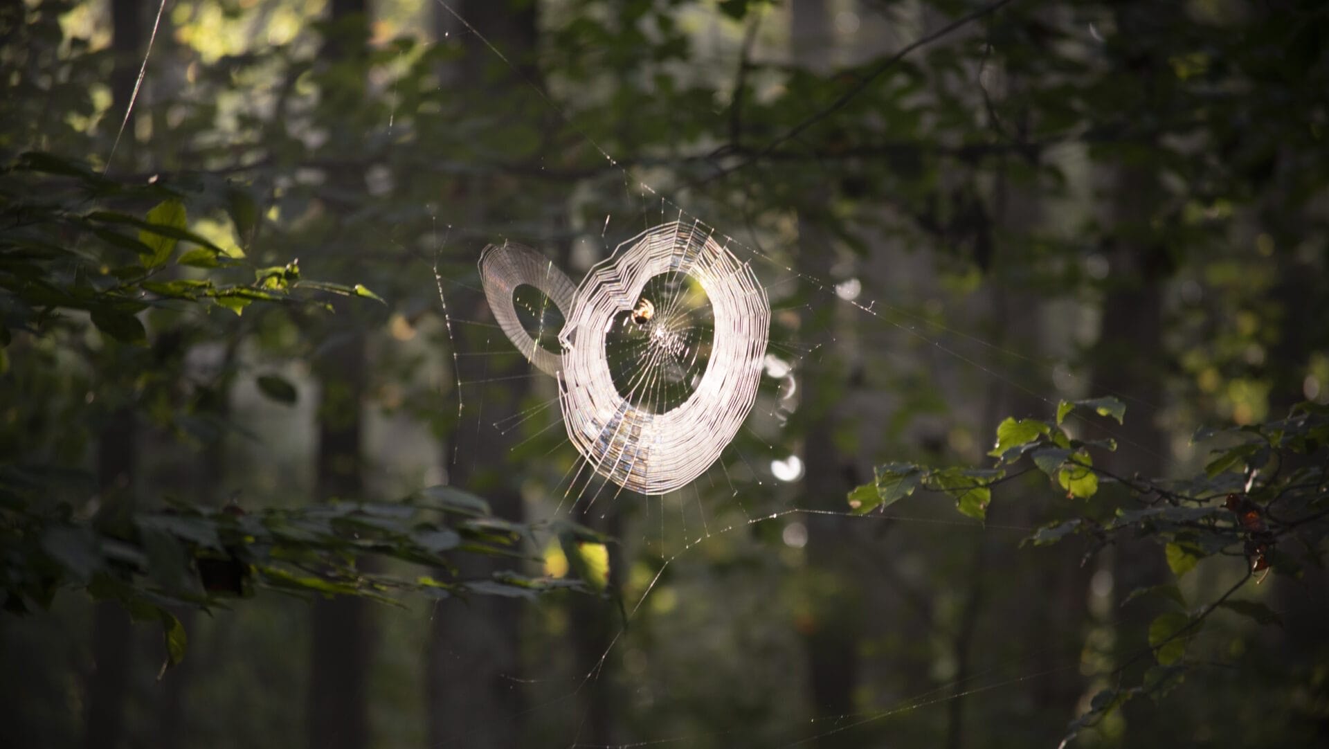 a circular spiderweb that appears to glow as the early morning sun shines on it