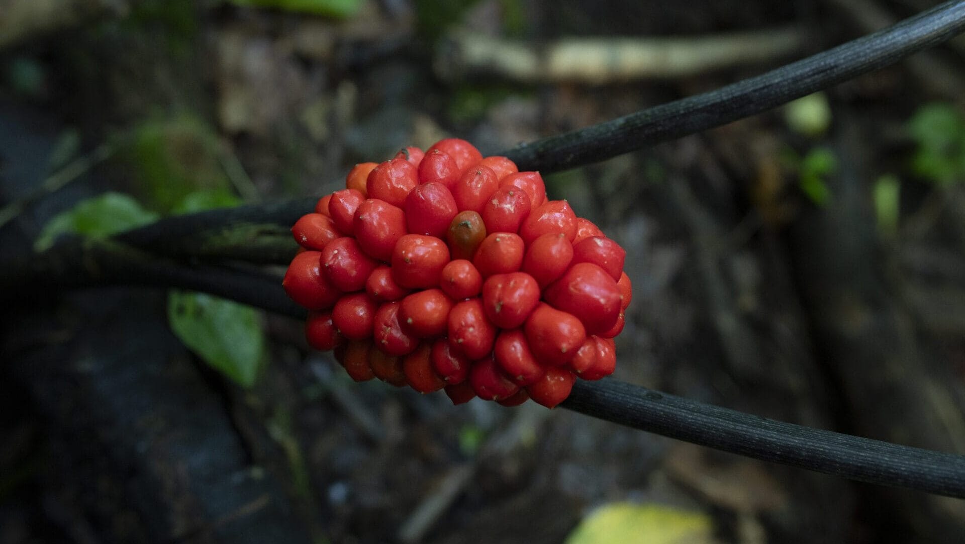 A cluster of bright red berries on a dark colored branch.