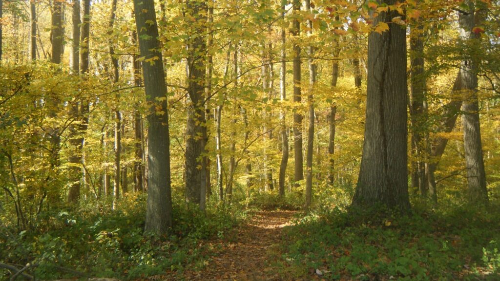 a leaf-covered path leads the way through a forest of trees with yellow leaves