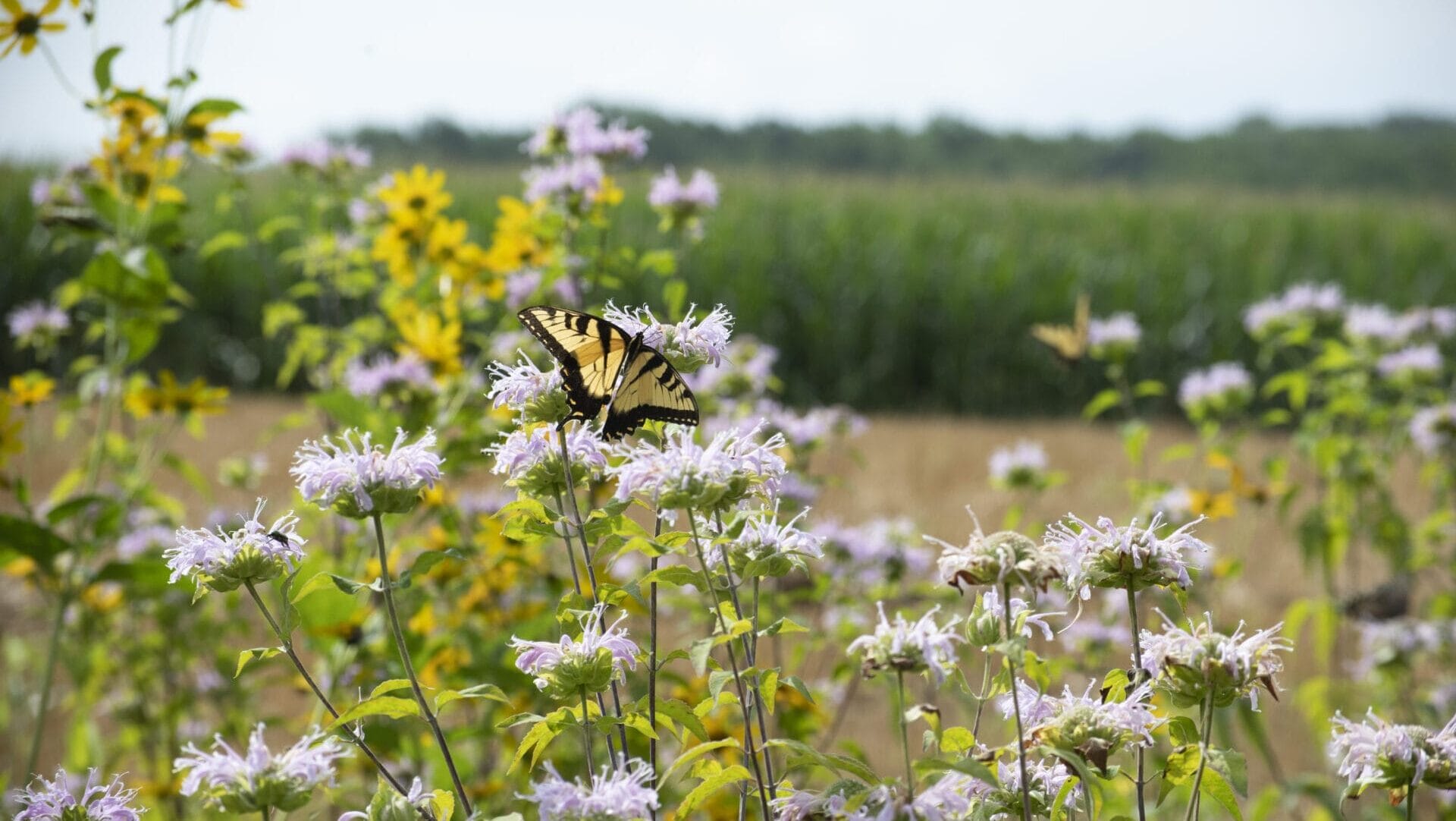 a black and yellow butterfly on lavender-colored flowers in a meadow