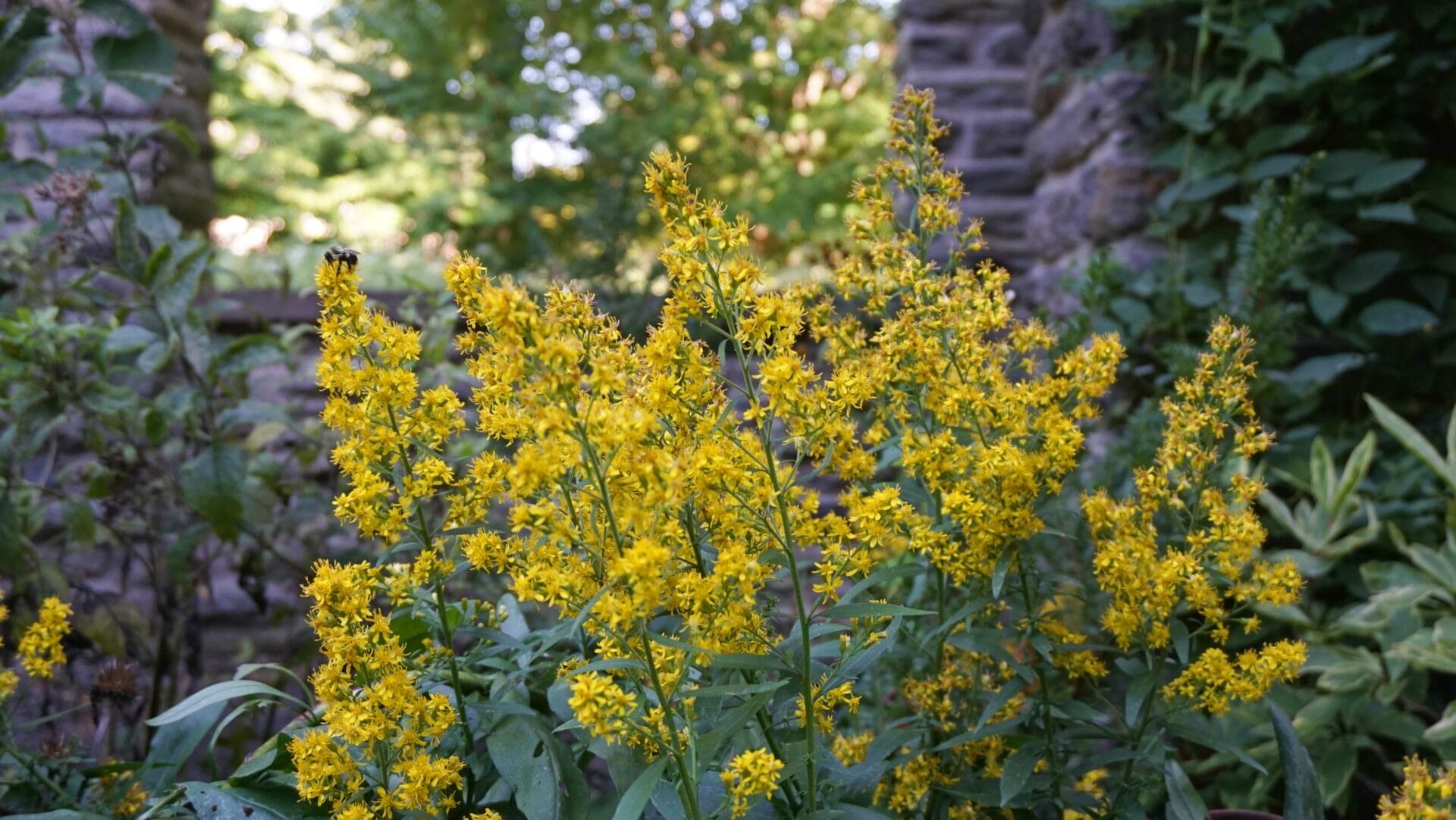 clusters of yellow flowers with a bee and a stone wall in the background