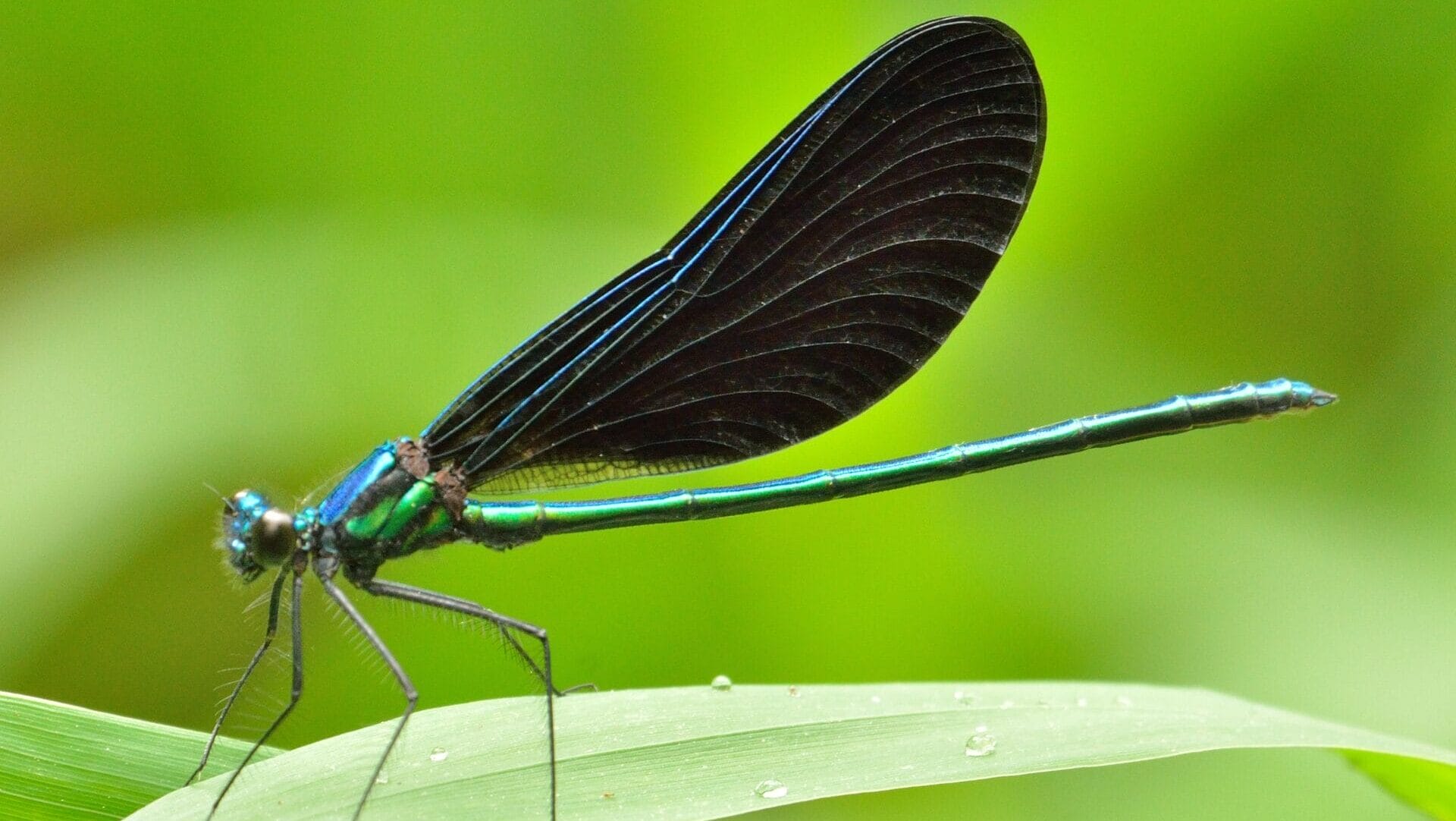an insect with a long, metallic-looking, green and blue body with black wings sitting on a green leaf with water droplets