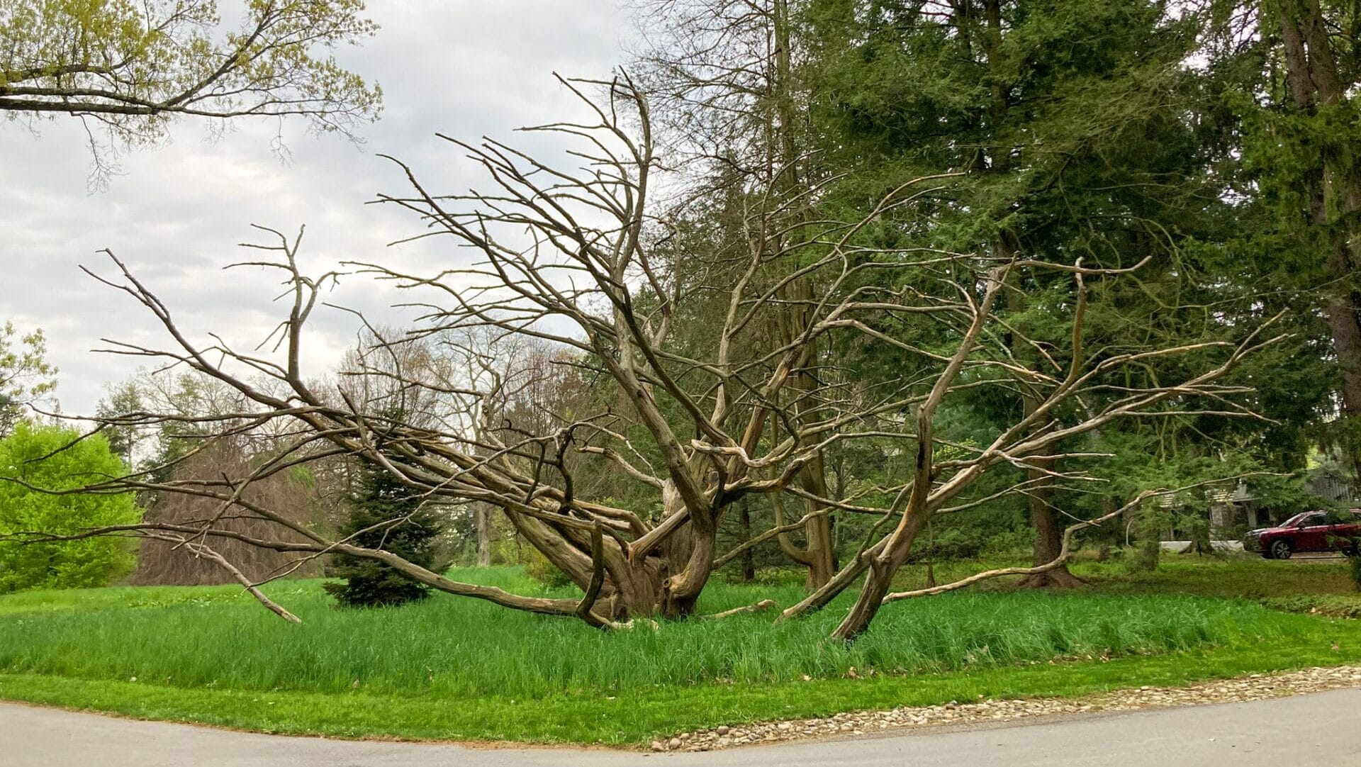 green grass with dead tree that looks like a sculpture