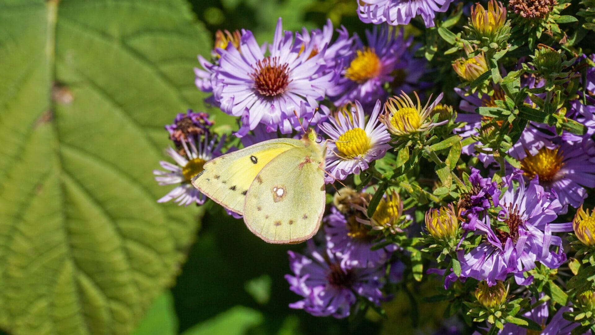 Fox – sRGB-28 a yellowing butterfly on purple flowers