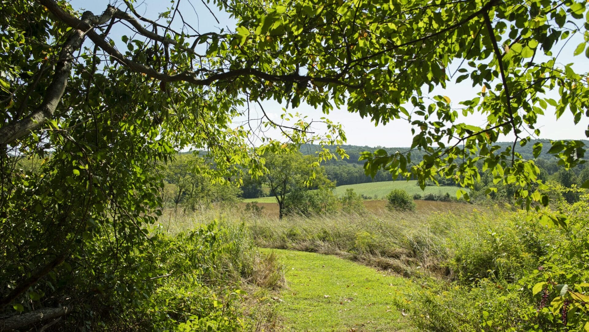 tree branches overhead with a grassy trail leading through a meadow and rolling hills