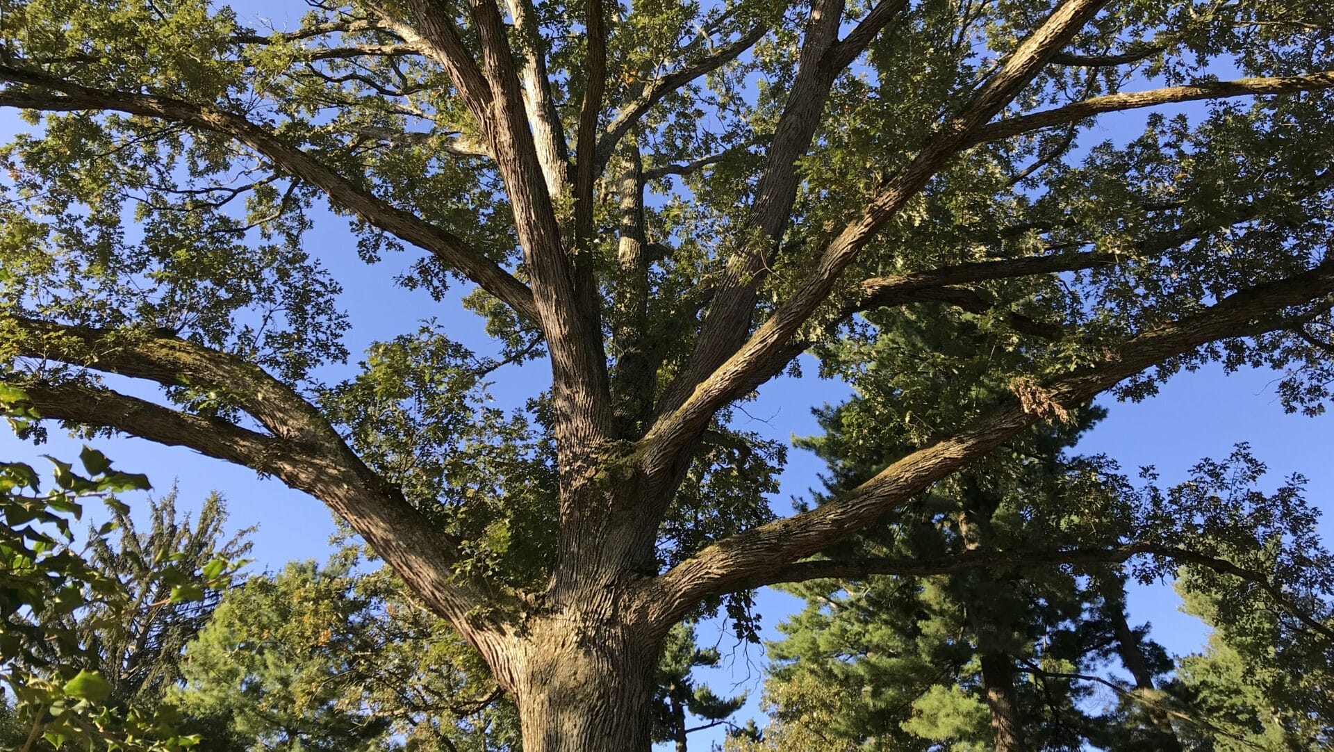 a large tree with several branches with green leaves