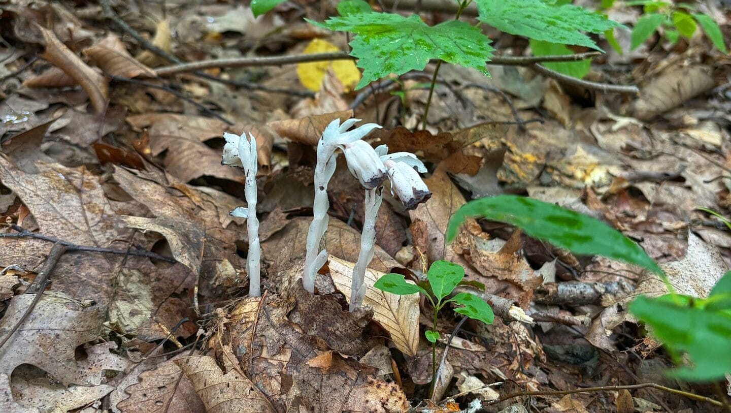 an all-white plant that looks sort of like mushrooms growing low on a leaf-covered ground