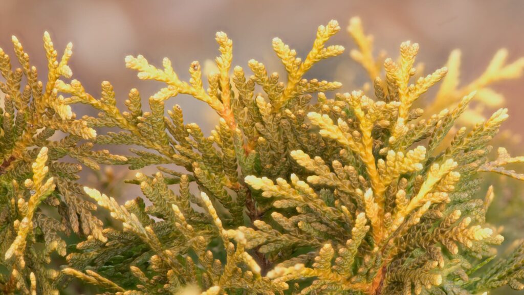 Amber Glow American arborvitae