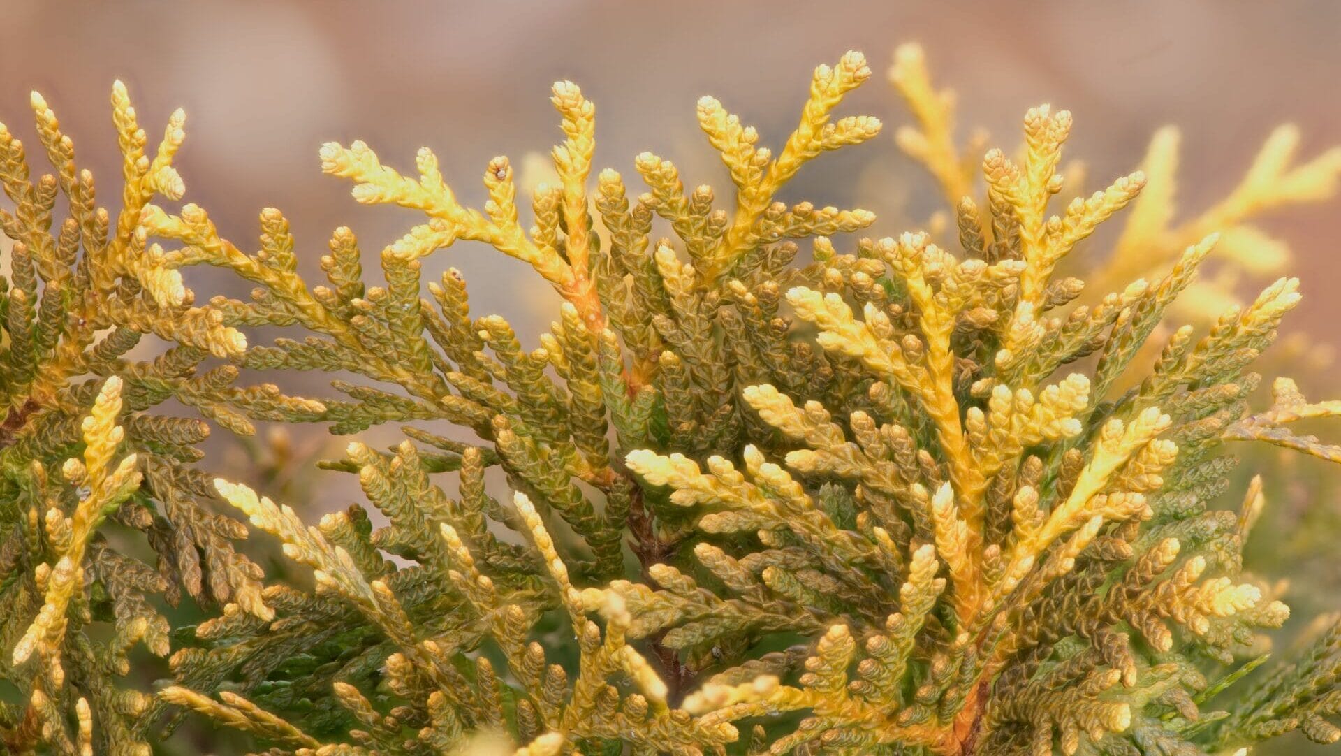 Amber Glow American arborvitae