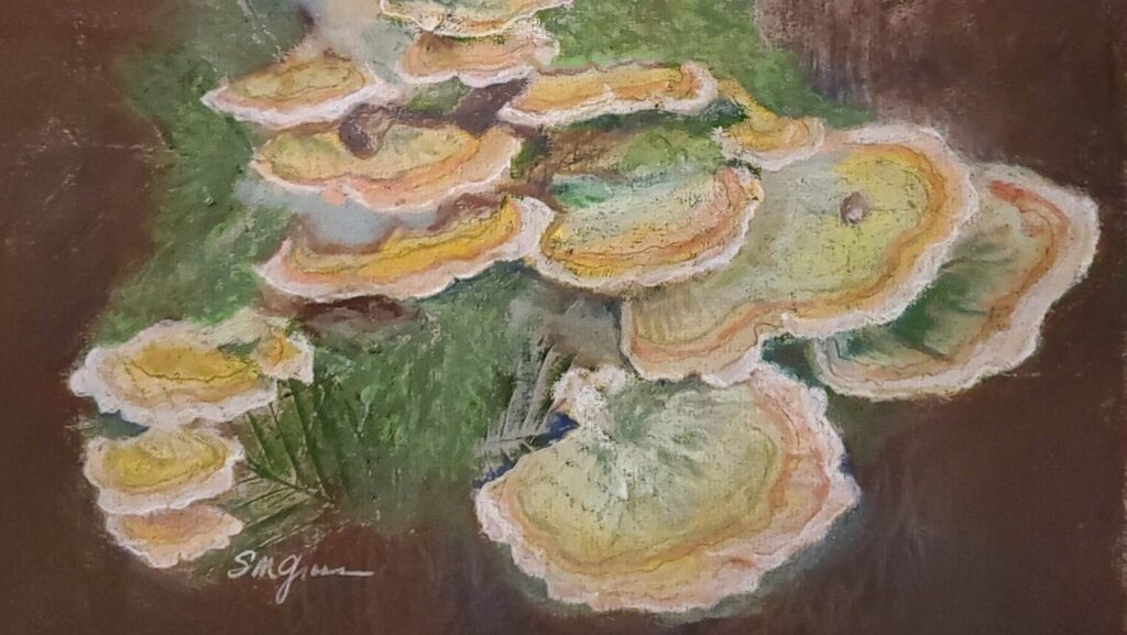 a pastel drawing of fungus growing on tree bark