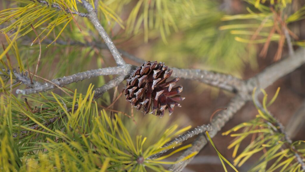 pine cone on evergreen branch