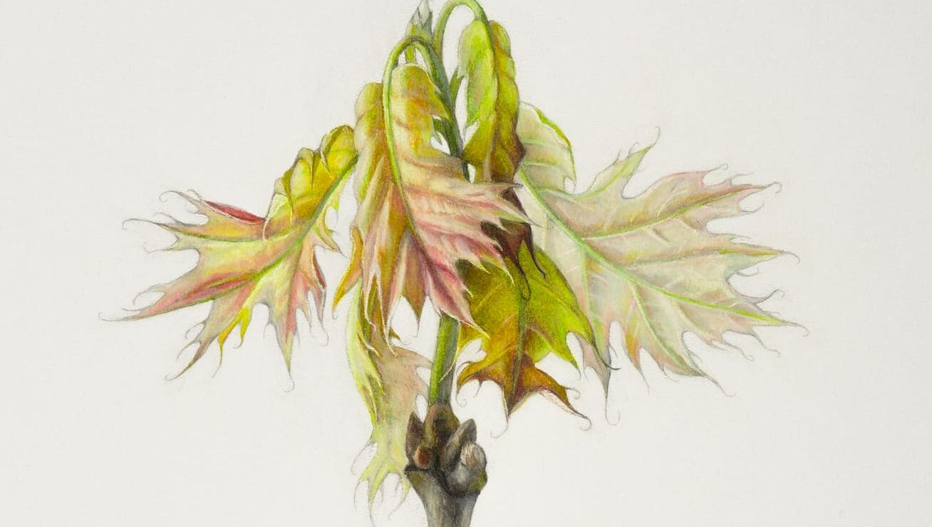 a drawing of reddish and green leaves on a stem created using graphite and colored pencils