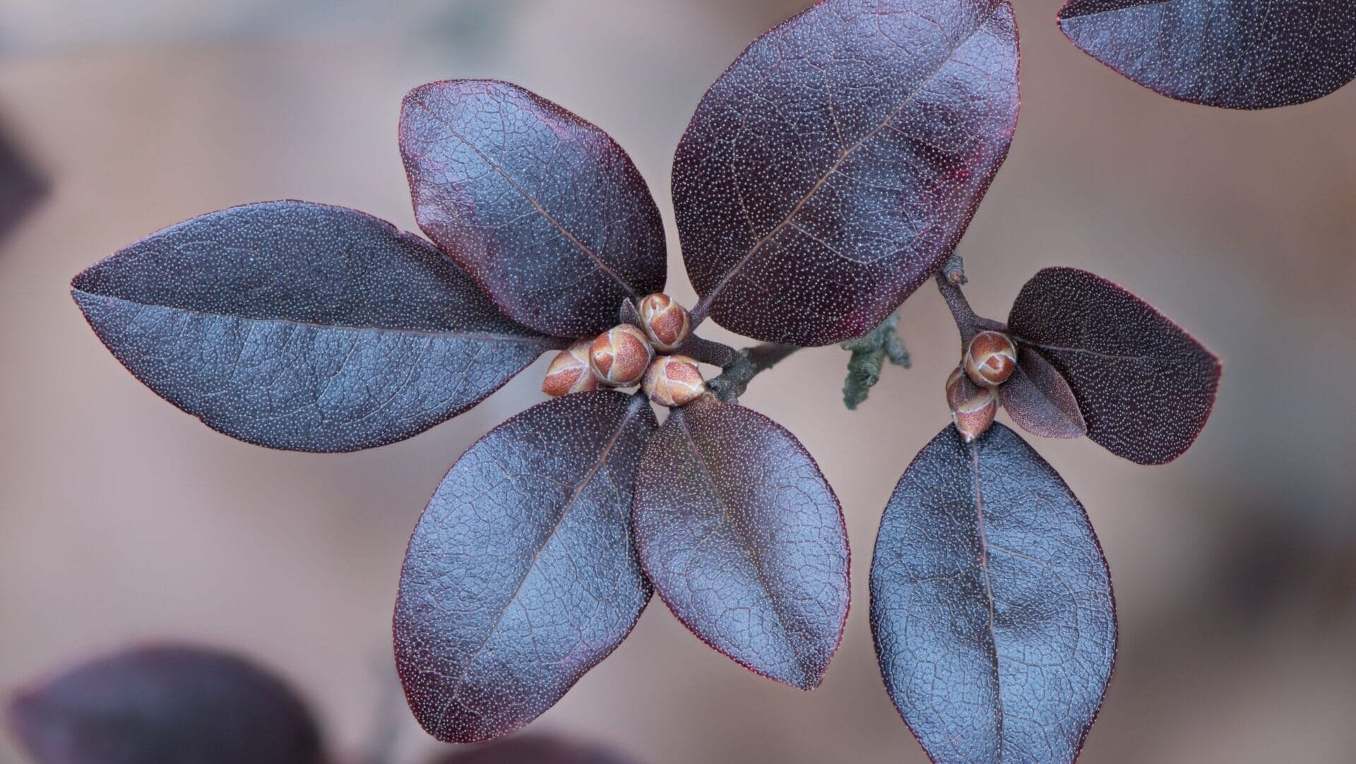 rhododendron leaves