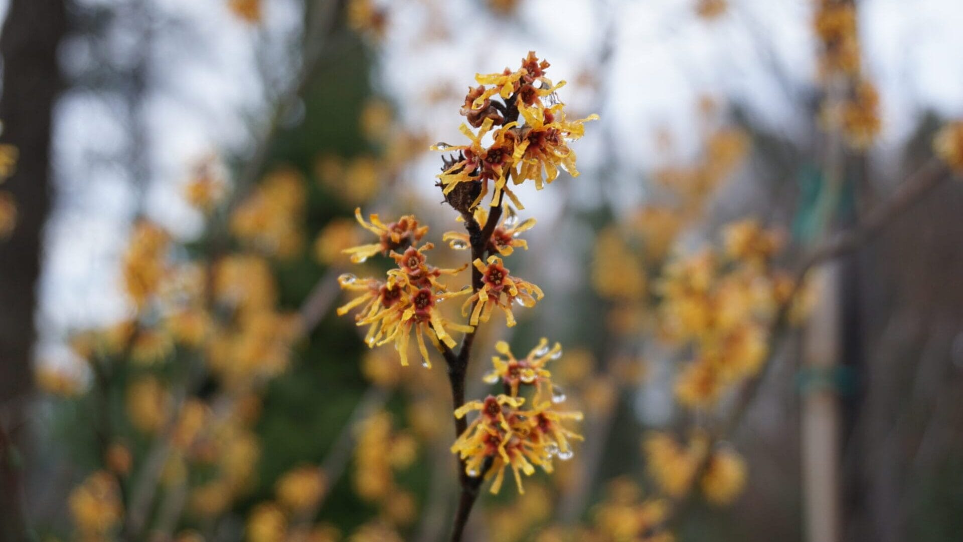 WitchhazelSamNestory a brown branch with clusters of yellow flowers with reddish-orange centers