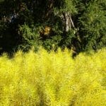 The foliage of Amsonia turning bright yellow in fall.