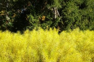 The foliage of Amsonia turning bright yellow in fall.