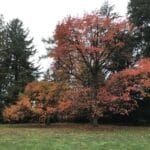 Reddish leaves of black gum in autumn
