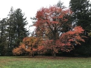 Reddish leaves of black gum in autumn