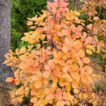Yellow leaves of American smoketree